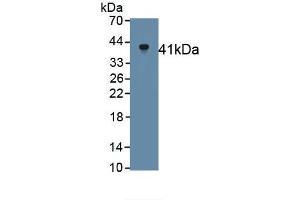 Detection of Recombinant Klotho, Rat using Monoclonal Antibody to Klotho (KL) (Klotho antibody  (AA 517-956))