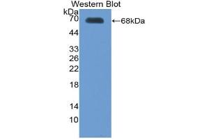 Western blot analysis of the recombinant protein. (Thrombopoietin antibody  (AA 22-349))