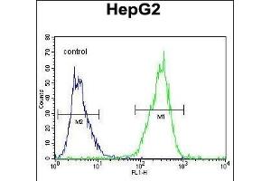 TXNL2 Antibody (N-term) (ABIN656034 and ABIN2845407) flow cytometric analysis of HepG2 cells (right histogram) compared to a negative control cell (left histogram). (GLRX3 antibody  (N-Term))