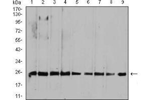 Western blot analysis using RALA mouse mAb against HepG2 (1), MCF-7 (2), A549 (3), K562 (4), Raji (5), MOLT4 (6), Hela (7), COS7 (8), and NIH3T3 (9) cell lysate. (rala antibody  (AA 71-203))