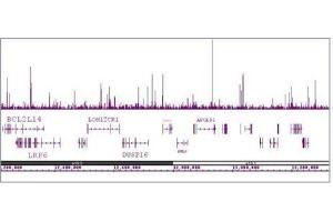 HNF-3α / FOXA1 antibody (mAb) tested by ChIP-Seq. (FOXA1 antibody  (AA 7-103))