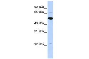 Image no. 1 for anti-rho GTPase Activating Protein 36 (ARHGAP36) (AA 468-517) antibody (ABIN6741173) (ARHGAP36 antibody  (AA 468-517))