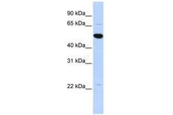 ARHGAP36 antibody  (AA 468-517)