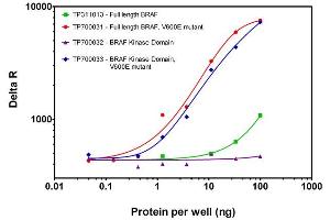 Bioactivity measured with Activity Assay (BRAF Protein (DYKDDDDK Tag))