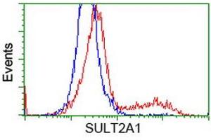 HEK293T cells transfected with either RC204737 overexpress plasmid (Red) or empty vector control plasmid (Blue) were immunostained by anti-SULT2A1 antibody (ABIN2453700), and then analyzed by flow cytometry. (SULT2A1 antibody)