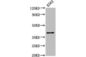 Western Blot Positive WB detected in: K562 whole cell lysate All lanes: PRB1 antibody at 3. (PRB1 antibody  (AA 17-92))