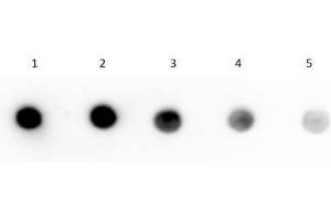 Dot Blot of Human IgG F(c) Fragment Biotin Conjugated.