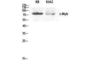 Western Blotting (WB) image for anti-V-Myb Myeloblastosis Viral Oncogene Homolog (Avian) (MYB) (Ser93) antibody (ABIN3179961) (MYB antibody  (Ser93))