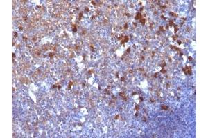Formalin-fixed, paraffin-embedded human tonsil stained with IgG antibody (IG217) (Mouse anti-Human IgG Antibody)