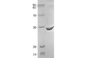 Validation with Western Blot (HMGB1 Protein (His tag))