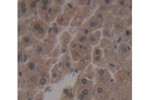 IHC-P analysis of Mouse Tissue, with DAB staining. (IRF3 antibody  (AA 1-406))