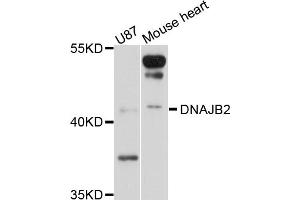 Western blot analysis of extracts of various cell lines, using DNAJB2 antibody (ABIN5997596) at 1/1000 dilution.
