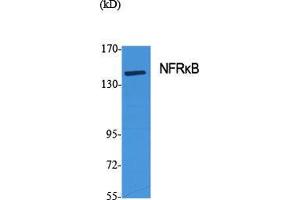 Western Blot (WB) analysis of specific cells using NFRkappaB Polyclonal Antibody. (NFRKB antibody  (Internal Region))