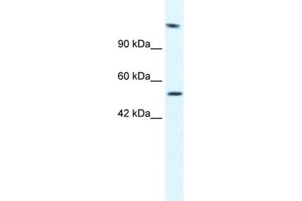 DNA Helicase B Antikörper  (N-Term)