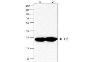 Western Blotting (WB) image for anti-Leukemia Inhibitory Factor (LIF) antibody (ABIN2665228) (LIF antibody)