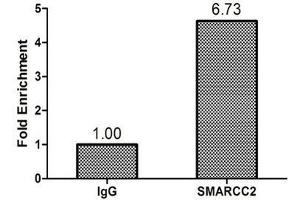 SMARCC2 antibody  (AA 300-650)