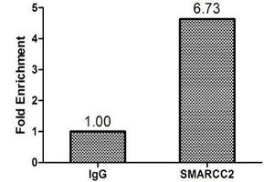 Chromatin Immunoprecipitation Hela (1. (SMARCC2 antibody  (AA 300-650))