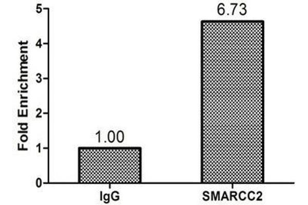 SMARCC2 antibody  (AA 300-650)