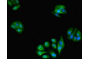 Immunofluorescent analysis of HepG2 cells using ABIN7154046 at dilution of 1:100 and Alexa Fluor 488-congugated AffiniPure Goat Anti-Rabbit IgG(H+L) (Glutaredoxin 1 antibody  (AA 1-106))