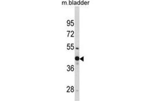 Western blot analysis of WNT4 Antibody (Center) in mouse bladder tissue lysates (35ug/lane).