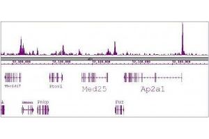 SRF antibody (mAb) tested by ChIP-Seq. (SRF antibody)