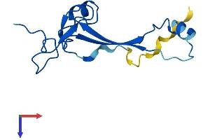 Ribosomal Protein S26 Pseudogene 11 (RPS26P11) (AA 1-115) protein (His tag)
