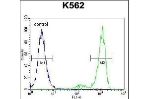 ESSPL Antibody (Center) (ABIN655436 and ABIN2844971) flow cytometric analysis of K562 cells (right histogram) compared to a negative control cell (left histogram). (ESSPL antibody  (AA 85-114))