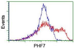 Image no. 2 for anti-PHD Finger Protein 7 (PHF7) (AA 155-381) antibody (ABIN1490975) (PHF7 antibody  (AA 155-381))
