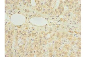 Immunohistochemistry of paraffin-embedded human adrenal gland tissue using ABIN7154822 at dilution of 1:100 (HDHD3 antibody  (AA 1-251))