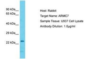 Image no. 1 for anti-Armadillo Repeat Containing 7 (ARMC7) (AA 61-110) antibody (ABIN6750674) (ARMC7 antibody  (AA 61-110))