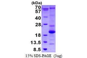 Image no. 1 for ASF1 Anti-Silencing Function 1 Homolog B (ASF1B) protein (His tag) (ABIN1098345) (ASF1B Protein (His tag))