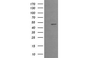 Image no. 3 for anti-Early Growth Response 2 (EGR2) (AA 156-476) antibody (ABIN1490982) (EGR2 antibody  (AA 156-476))