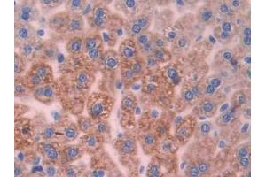 IHC-P analysis of Mouse Liver Tissue, with DAB staining. (UCP2 antibody  (AA 150-304))