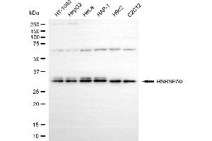 Western blotting analysis using HNRNPA0 antibody (ABIN7798893). (HNRNPA0 antibody)