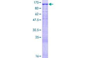 Neuroligin 3 Protein (NLGN3) (AA 1-828) (GST tag)