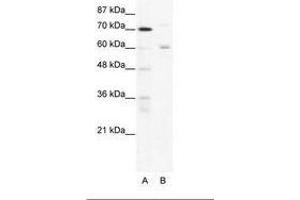 Image no. 1 for anti-Forkhead Box J2 (FOXJ2) (N-Term) antibody (ABIN202778) (Forkhead Box J2 antibody  (N-Term))