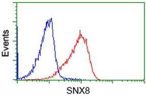 Image no. 2 for anti-Sorting Nexin 8 (SNX8) antibody (ABIN1501042) (SNX8 antibody)