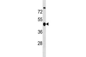Cyclin B2 antibody western blot analysis in MDA-MB453 lysate. (Cyclin B2 antibody  (AA 72-99))