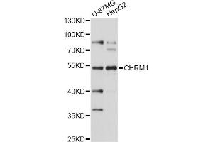 Western blot analysis of extracts of various cell lines, using CHRM1 antibody (ABIN1871846) at 1:1000 dilution. (CHRM1 antibody)