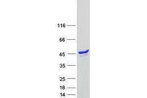 Validation with Western Blot (SYTL2 Protein (Transcript Variant B) (Myc-DYKDDDDK Tag))