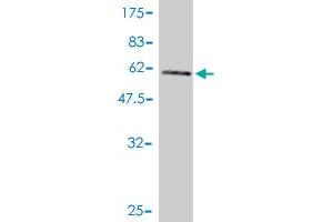 Western Blot detection against Immunogen (64. (RRAGB antibody  (AA 1-346))