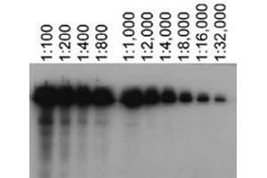 Western blot analysis of Abca7 using Abca7 monoclonal antibody, clone 7A1-144  at various dilutions in Abca7 transfected HeLa lysates.