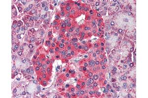Anti-GLUD1 antibody IHC of human pancreas. (GLUD1 antibody)