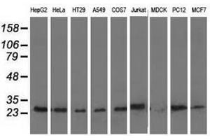 Image no. 2 for anti-Adenylate Kinase 3 (AK3) antibody (ABIN1496522) (Adenylate Kinase 3 antibody)