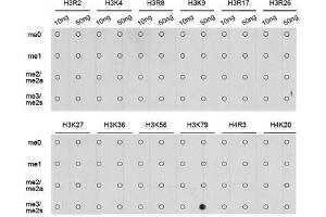 Dot-blot analysis of all sorts of methylation peptides using TriMethyl-Histone H3-K79 antibody. (Histone 3 antibody  (H3K79me3))