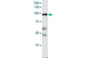 SLFN5 monoclonal antibody (M09), clone 4G2. (SLFN5 antibody  (AA 1-338))