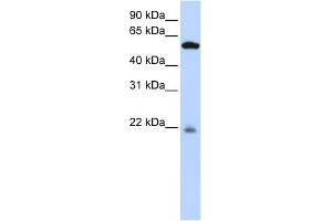WB Suggested Anti-PM20D2 Antibody Titration: 0. (PM20D2 antibody  (Middle Region))