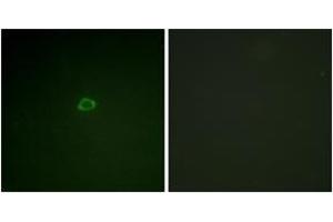 Immunofluorescence (IF) image for anti-Eukaryotic Translation Initiation Factor 4E Binding Protein 1 (EIF4EBP1) (AA 2-51) antibody (ABIN1532584)