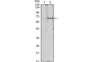 Western blot analysis using EPO mAb against HEK293 (1) and EPO(AA: 28-193)-hIgGFc transfected HEK293 (2) cell lysate.