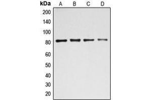 Western blot analysis of BACH1 expression in HEK293T (A), MCF7 (B), K562 (C), HeLa (D) whole cell lysates. (BACH1 antibody  (Center))